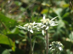 Il fiore di stella alpina cresce ad Ala-Archa