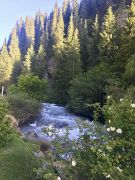 Fiume e bosco di abeti